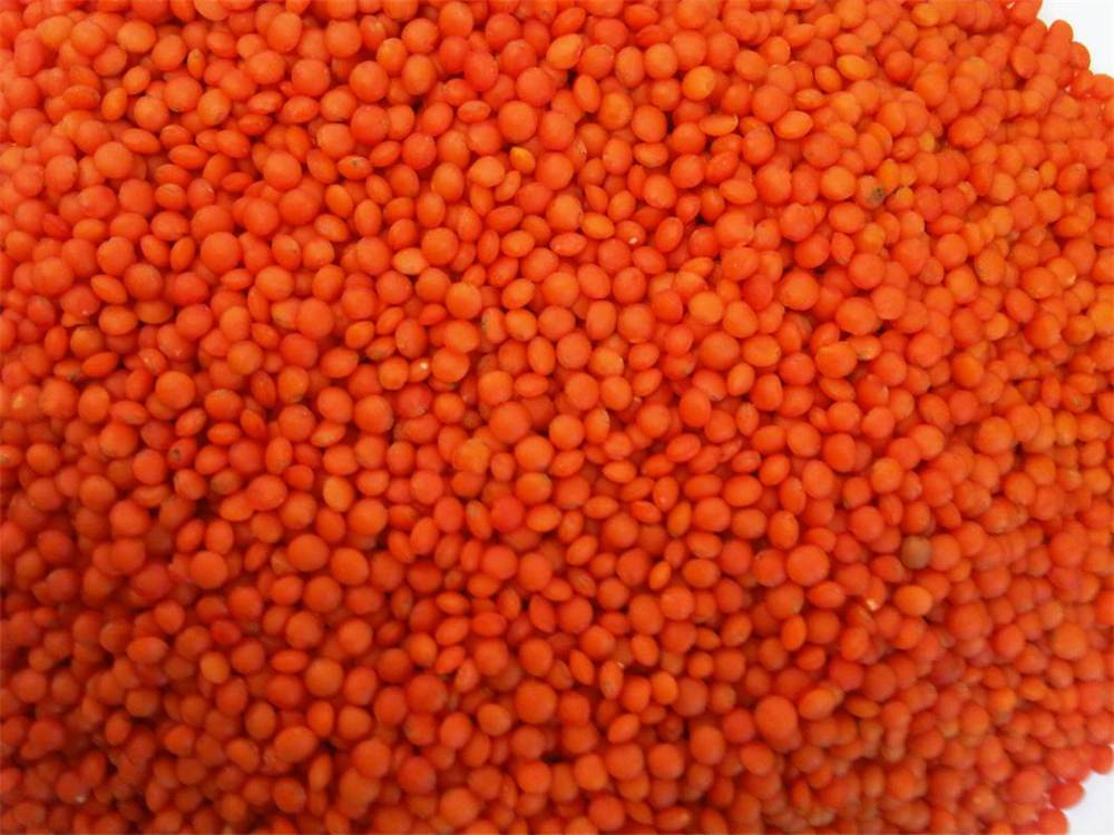 yerli kirmizi mercimek kg